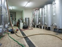 2015 reportage-16 : Friuli, Paesaggio, Vendemmia